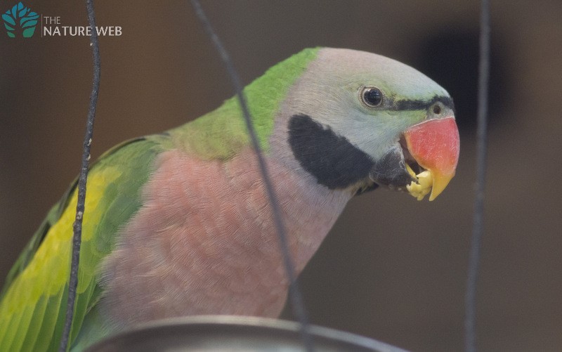 Red-breasted Parakeet